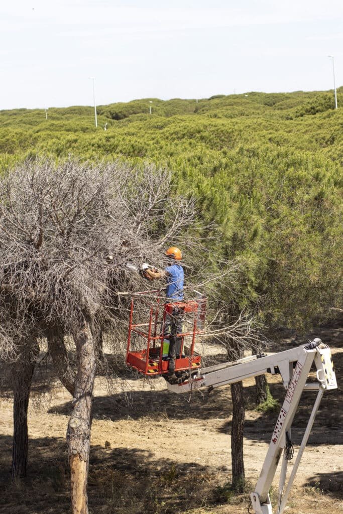 bucheron qui coupe un arbre