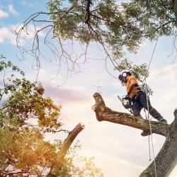 elagage d'arbre en normandie